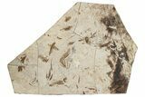 Detailed Multiple Fossil Feather Plate - France #254085-1